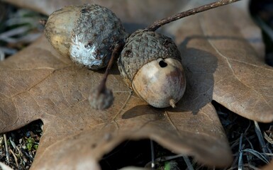 acorn on the tree