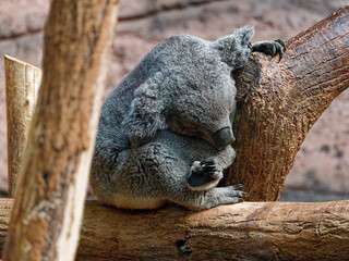 Cute Koala sleeping on a branch