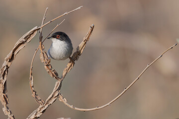 Sardinian warbler male (Sylvia melanocephala).