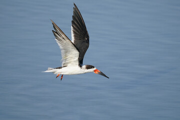 Black skimmer in flight full profile