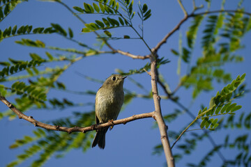 Ruby-crowned kinglet Closeup