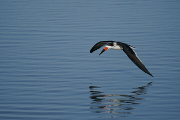 Black Skimmer in Flight with Reflection