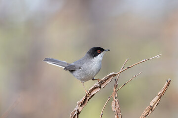 Sardinian warbler male (Sylvia melanocephala).