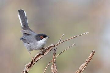Sardinian warbler male (Sylvia melanocephala).