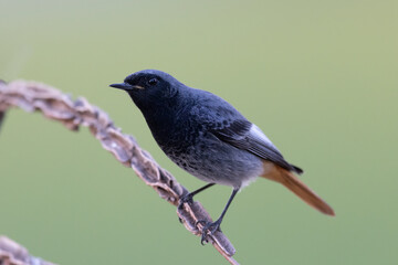 The black redstart male (Phoenicurus ochruros) small passerine bird.