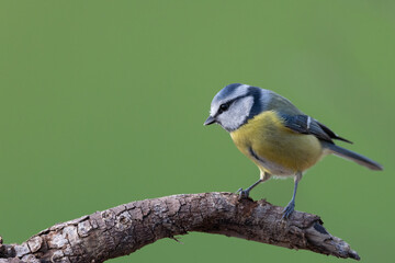 Fototapeta premium Blue Tit (Cyanistes caeruleus) perched on tree branch.
