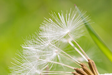 A close up of dandelion seeds, with a shallow depth of field