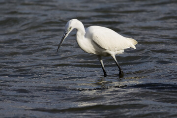 L'aigrette garzette