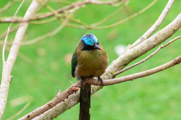 blue and yellow bird