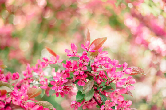 Spring background with pink flowers apple tree. Branch with Apple blossom on natural blur background. Beautiful Nature floral Web banner with copy space