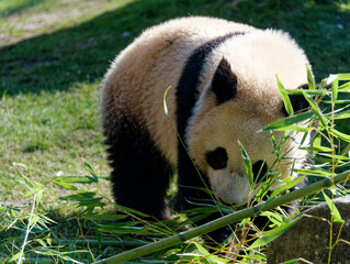panda eating bamboo in a park