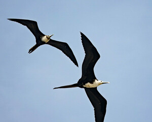 Two Juvenile Magnificant Frigatebirds