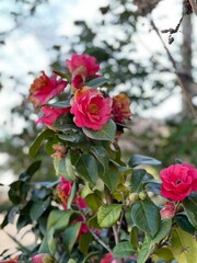 pink roses in garden
