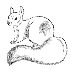 Cartoon squirrel sketch line drawing cute animals
