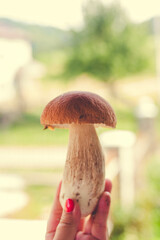 mushrooms in a hand