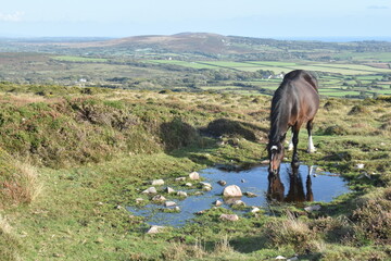 Horse drinking