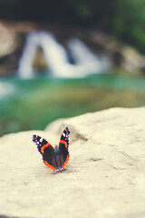 butterfly on the sand