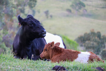 Fototapeta premium Baby cow photography, calf in green grass