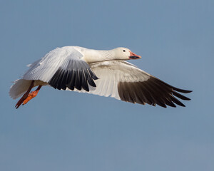 Snow Goose