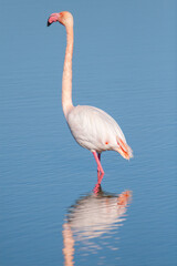 Flamant rose dans un étang de Camargue