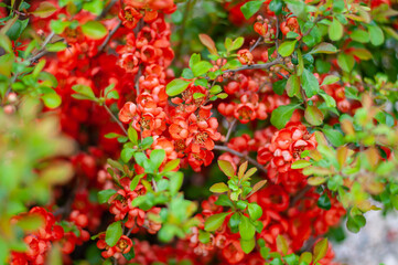 Close up of bush with small red flowers in garden