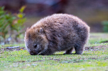 A wombat in Tasmania, Australia