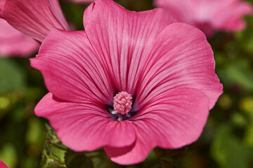 Lavatera (lat. Lavatera) blooms on the lawn in the garden. The last flowers of lavatera before the onset of cold weather.