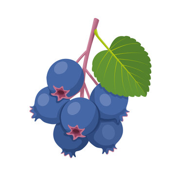 Vector illustration, saskatoon berry or Amelanchier alnifolia, isolated on white background.