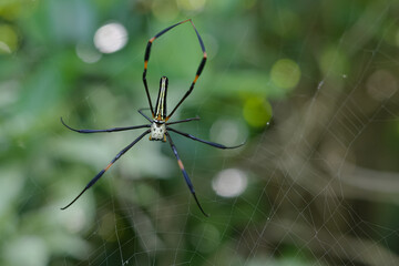 Nephilinae is a subfamily of spiders in the family Araneidae
