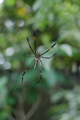 Nephilinae is a subfamily of spiders in the family Araneidae