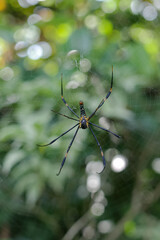 Nephilinae is a subfamily of spiders in the family Araneidae
