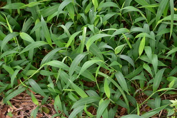 Setaria plicata is a widespread species of plants in the grass family