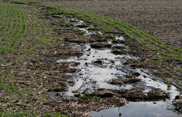 Water puddles in a muddy field. 