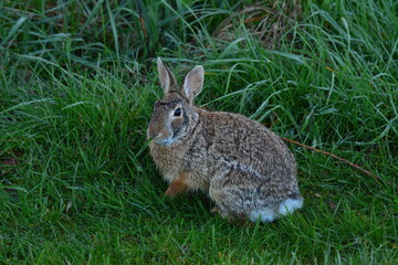 Naklejka na ściany i meble rabbit in the grass