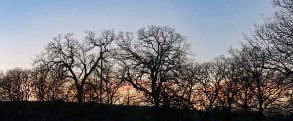 Silhouette of Bare Winter Trees