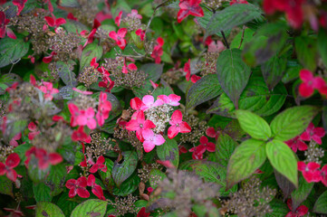 雨の日に咲く紫陽花