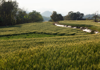 Fields of barley trees on nature background.