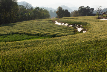 Fields of barley trees on nature background.