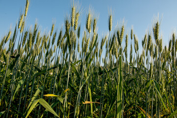 Fields of barley trees on nature background.