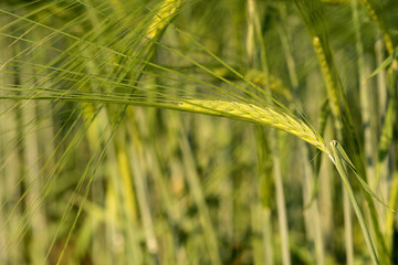Fototapeta premium Fields of barley trees on nature background.