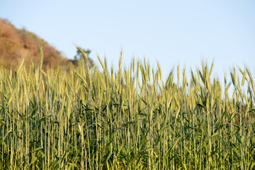 Obraz premium Fields of barley trees on nature background.