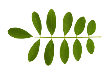 Indigo branch green leaves isolated on white with clipping path. - obrazy, fototapety, plakaty