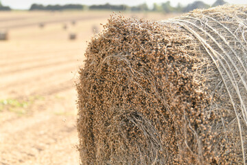 Bale of dry flax on the field