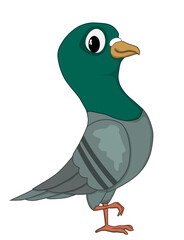 Homing pigeon. Close up of the body of speed racing pigeon bird. Beauty rock dove. funny looking at camera. Peace day concept.