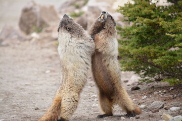 Young Hoary Marmots Play Fighting