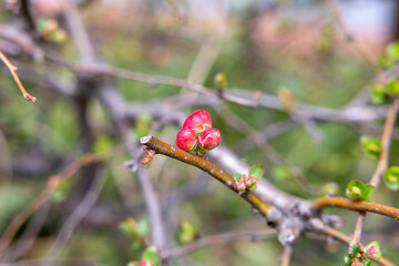 梅の蕾