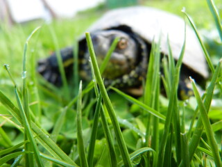 Tortue cistude en arrière plan avec de l'herbe humide matinale en première plan
