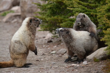 Hoary Marmots