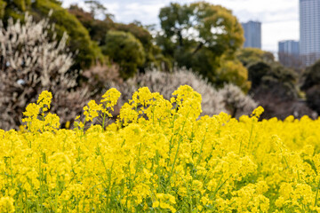 都会の菜の花畑