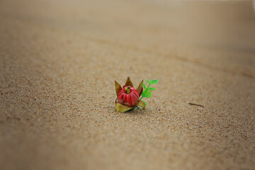 crab on the sand